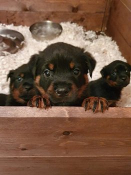 Mooie Kc Rottweiler-puppy's klaar om te vertrekken - 1