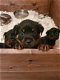 Mooie Kc Rottweiler-puppy's klaar om te vertrekken - 1 - Thumbnail