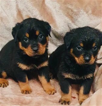 Rottweiler-puppy's - 1