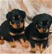 Rottweiler-puppy's - 1 - Thumbnail