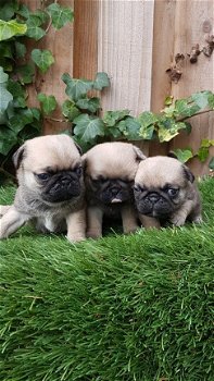 Fawn Pug Babies - 1