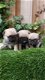Fawn Pug Babies - 1 - Thumbnail