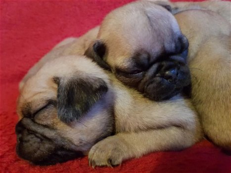 Mooie Pug Pups - 1