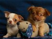 Chihuahua'tjes kleine korthaar - 1 - Thumbnail
