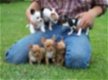 Schattige Chihuahua pups. - 1 - Thumbnail