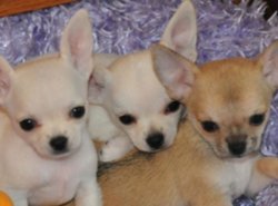 4 Prachtige Mini Chihuahuapupjes - 1