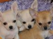 4 Prachtige Mini Chihuahuapupjes - 1 - Thumbnail