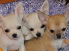 4 Prachtige Mini Chihuahuapupjes