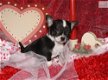 Schattige Chihuahua puppies - 1 - Thumbnail