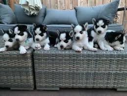 Siberische Husky pups - 1