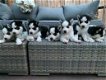 Siberische Husky pups - 1 - Thumbnail