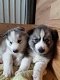 Siberische husky pups voor een goede thuis - 1 - Thumbnail