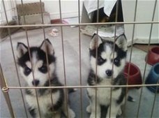 Mooie Siberische husky pups