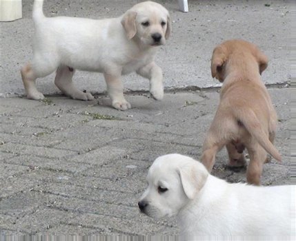 Labrador pups - 1