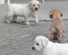 Labrador pups