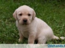 Gezond en rasechte Labrador pups.