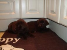 Mooie labrador pups ( chocolade)