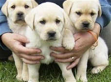 Gezonde labrador pups voor goede woningen