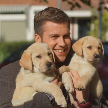 Blonde labrador pups - 1