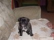 Beige en zwarte Mopshond / mops hond pups - 1 - Thumbnail