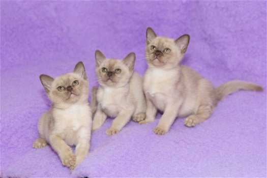 Chocolade Birmaanse Kittens voor adoptie - 1