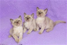 Chocolade Birmaanse Kittens voor adoptie