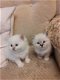 Prachtige Gccf geregistreerde Birman Kittens. - 1 - Thumbnail