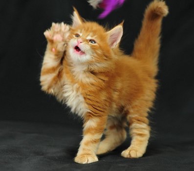 Tica Geregistreerde stamboom Maine Coon Kittens - 1