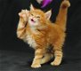 Tica Geregistreerde stamboom Maine Coon Kittens - 1 - Thumbnail