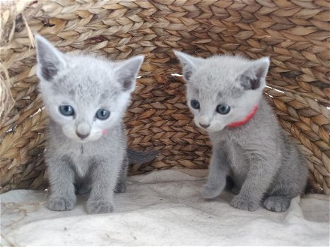 Schattige Russische blauwe katjes nu klaar - 1