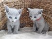 Schattige Russische blauwe katjes nu klaar - 1 - Thumbnail