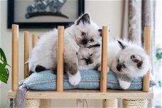 Verbluffende ragdoll-kittens voor nieuw huis