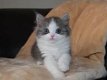 Prachtige prachtige stamboom Ragamuffin kittens - 1 - Thumbnail