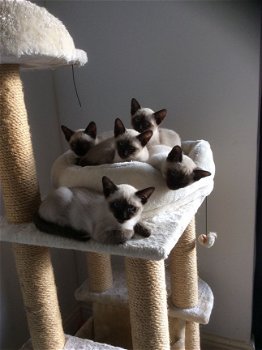 Siamese kittens, klaar voor hun nieuwe liefdevolle thuis - 1