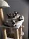 Siamese kittens, klaar voor hun nieuwe liefdevolle thuis - 1 - Thumbnail
