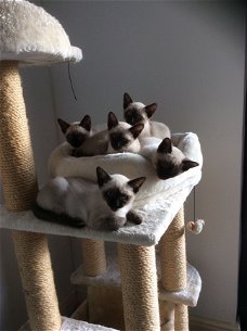 Siamese kittens, klaar voor hun nieuwe liefdevolle thuis