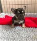 Franse bulldog puppy's voor adoptie - 1 - Thumbnail