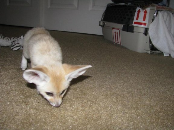 Onze 12 weken oude schattige baby Fennec vossen - nr. 1