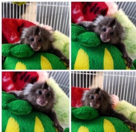 zoete 3 maanden oude Marmoset-apen - nr. 1