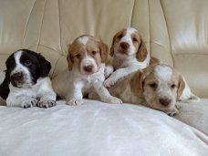 (trouw aan baby's) Cocker Spaniel-pups