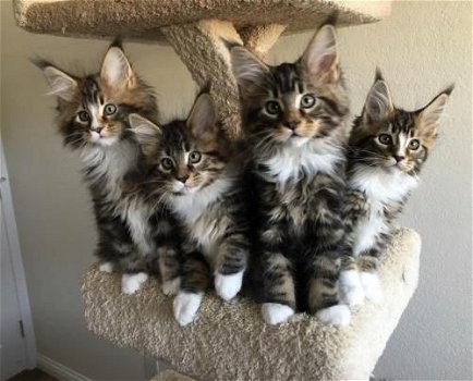 Maine coon katjes - 1