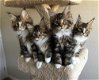 Maine coon katjes - 1 - Thumbnail