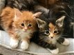 Maine coon katjes - 2 - Thumbnail