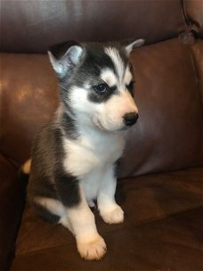 6 Siberische husky puppy's (voor perfecte huizen)