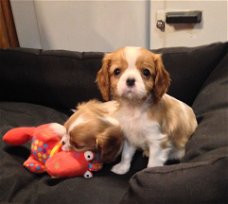 6 kc geregistreerde Cavalier King Charles-pups