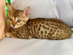 Bengaalse kittens beschikbaar,.,.,.,.....//;;;' - 1 - Thumbnail