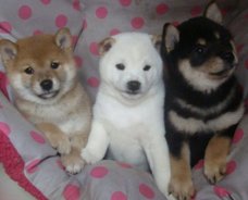 Charmante Shiba Inu Puppies