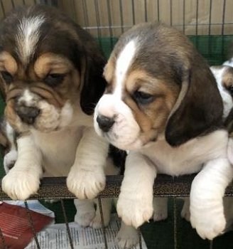 Beagle Puppies - 1