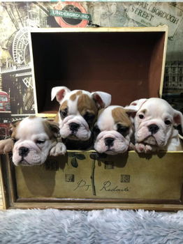 Kc Reg. Engelse bulldog puppies - 1