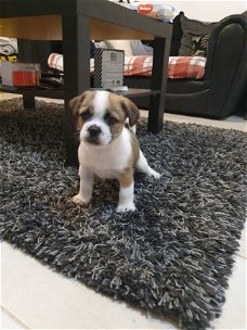 Maltese Cross Shitzu Last Boy Pup Left